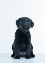Labrador puppy