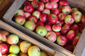 Frische Äpfel (Kronprinz Rudolf) nach der Ernte in einer Kiste