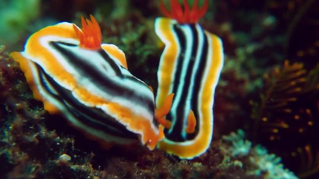 colourful nudibranch (Chromodoris quadricolor)