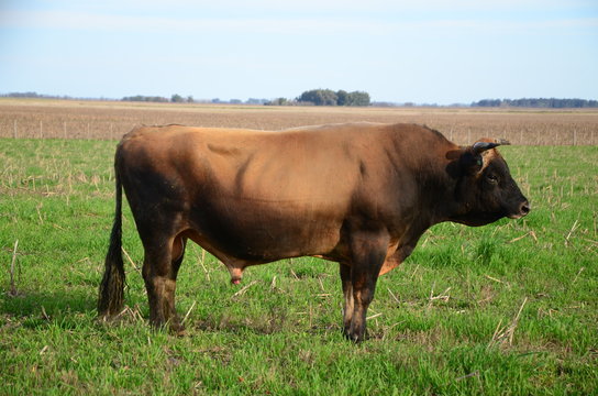Toros raza Jersey