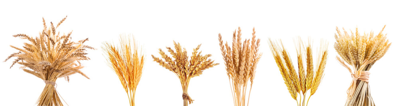 various wheat ears isolated on white background