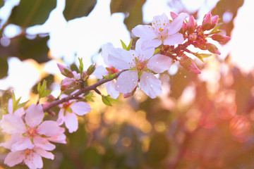 background of spring white cherry blossoms tree