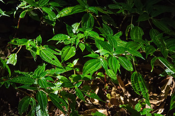The leaf get sunshine
