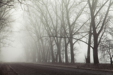 Foggy road and trees. Mysterious forest background. Early morning landscape, frost on the ground. noise film effect. horizontal