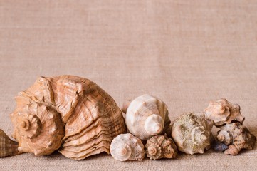 Linen background with the line in ten seashells.