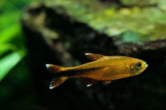 Aquarium fish Silver Tipped Tetra swimming freshwater aquarium tank photo