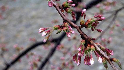 Budding Sakura