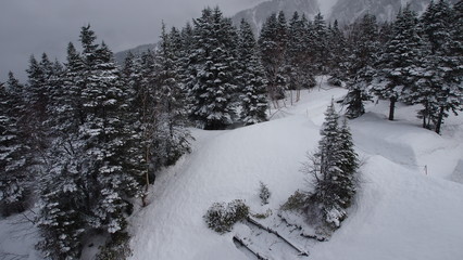 Fototapeta premium Pine trees on snowy Mountain