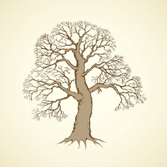 Vector image of mighty tree with bare branches