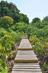 Nature trails in Krabi, Thailand