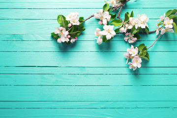 Apple tree flowers on  bright turquoise  wooden background.