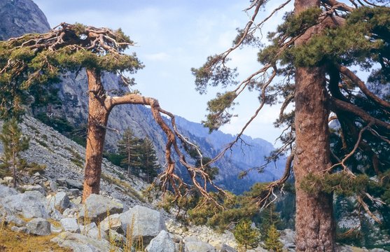 Korsische Schwarzkiefern (Pinus nigra subsp. laricio) , Gorges de la Restonica, Restonica-Tal bei Corte, Parc Naturel r&eacute;gional de Corse, Haute-Corse, Korsika, Frankreich, Europa