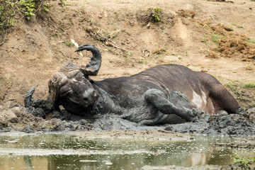 Buffle d'Afrique, Syncerus caffer, Parc national Kruger, Afrique du Sud