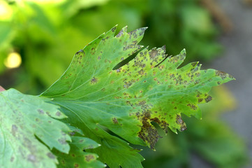 Septoria disease on the leaves of celery / Septoria apiicola - obrazy, fototapety, plakaty