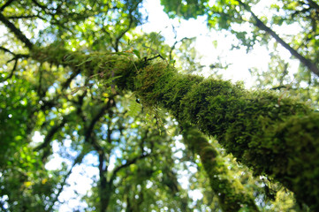 Obraz premium Hill Evergreen Forest of Doi Inthanon, Chiang Mai, Thailand