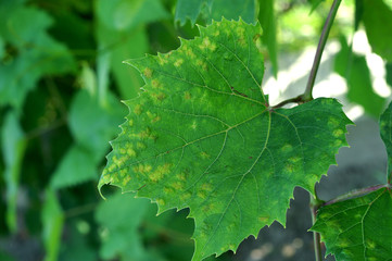 Grape erineum mite / Eri ophyes vitis/  Blister mite Colomeris / Vitis galls on a grape leaf