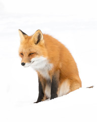 Naklejka na ściany i meble A Red fox (Vulpes vulpes) with a bushy tail isolated against a white background feeling contented in the winter snow in Algonquin Park, Canada