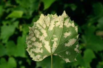 Grape erineum mite / Eri ophyes vitis/  Blister mite Colomeris / Vitis galls on a grape leaf - obrazy, fototapety, plakaty
