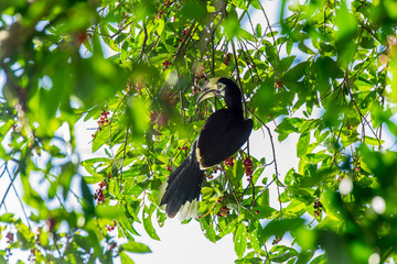Hornbill Smack on the Tree