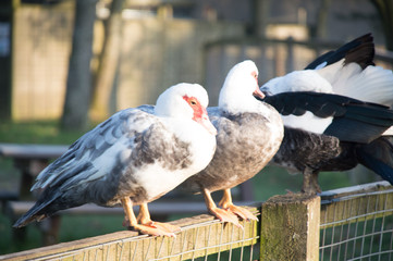 Birds