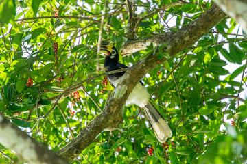 Hornbill Smack on the Tree