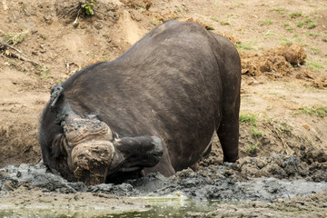 Buffle d'Afrique, Syncerus caffer, Parc national Kruger, Afrique du Sud