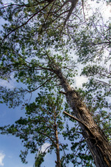 Forest Through The Sky