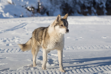 hunting Siberian Laika