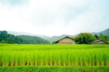 Fototapeta na wymiar Young terrace rice plantation in a Karen village, Thailand