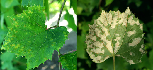 Grape erineum mite / Eri ophyes vitis/  Blister mite Colomeris / Vitis galls on a grape leaf - obrazy, fototapety, plakaty