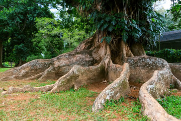 Big roots above the surface