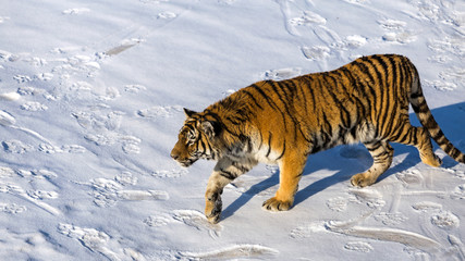 Siberian Tiger (Panthera tigris altaica)