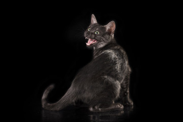 Fototapeta na wymiar egyptian cat in studio
