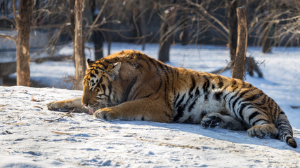 Siberian Tiger (Panthera tigris altaica)