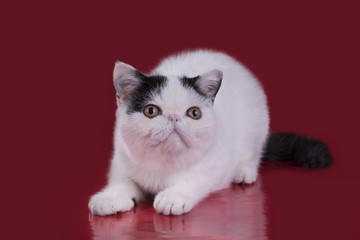 Funny Exotic cat on a red background