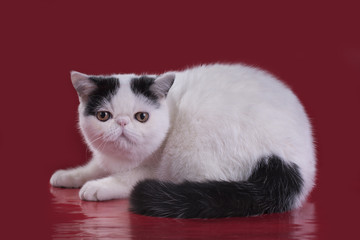 Funny Exotic cat on a red background
