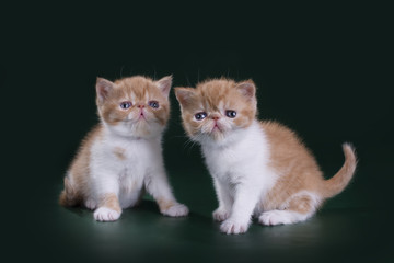 funny kittens in studio isolated