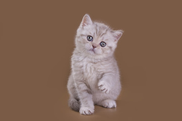 little kitten in in studio isolated