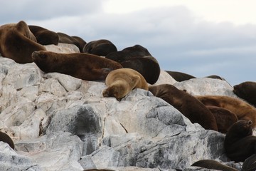 LEONE MARINO USHUAIA