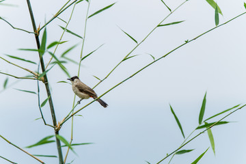 Dove on tree