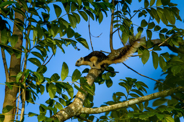 Squirrel on tree