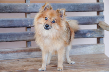 Young red pomeranian puppy spitz standing in the home