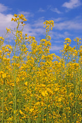 Beautifully yellow oilseed rape flowers in the field, blue sky and clouds background, landscape