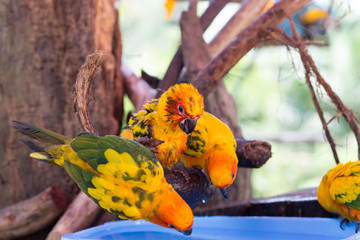 Beautiful parrot on tree branch and swimming.	