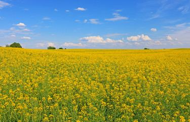 Fototapeta premium Beautifully yellow oilseed rape flowers in the field, blue sky and clouds background, landscape