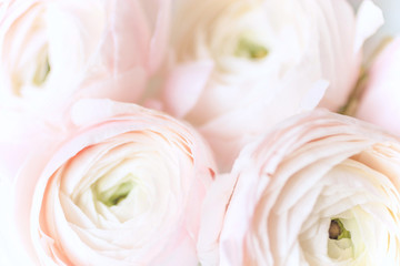 Ranunculos floral background