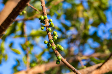 seed on the tree