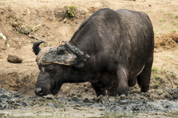 Buffle d'Afrique, Syncerus caffer, Parc national Kruger, Afrique du Sud