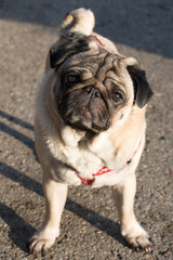 Obraz premium Pug dog looking