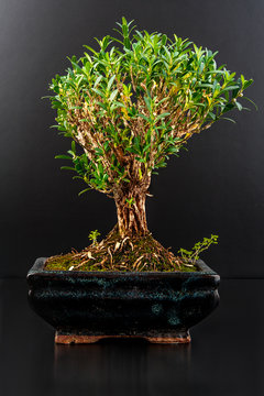 Bonsai in a ceramic pot isolated on black background